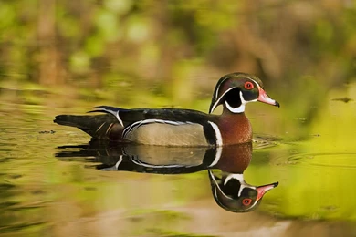 Wood Duck Drake >> HD Wallpaper, Get It Now!