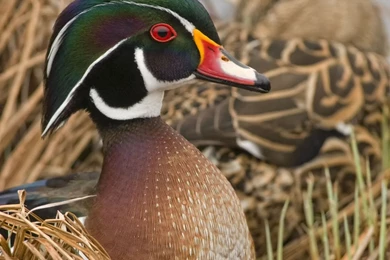 Wood Duck 5 By Les Piccolo On DeviantArt