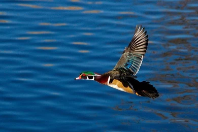 Wood Duck Drake In Flight By Glacierman54 On DeviantArt