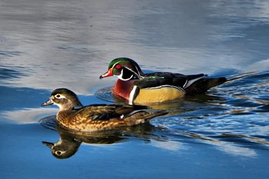 Wood Duck Pair By Glacierman54 On DeviantArt