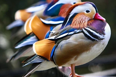 Mandarin Ducks Photo, Animals Wallpapers – National Geographic ...