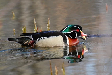 Suzanne Britton Nature Photography: Escargot