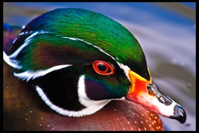 Portrait Of A Wood Duck By Chemival On DeviantArt