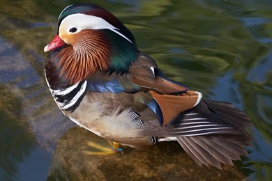 Public Domain Image   Free Picture Of Wood Duck With An Ankle Braclet
