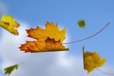 Wallpaper blue sky falling leaves.jpg