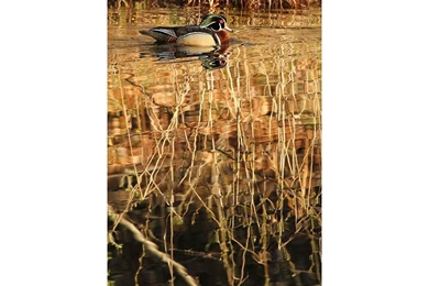 Gifts Of Art Exhibition