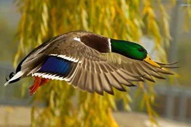 Duck Hunting Backgrounds   Wallpapers Cave