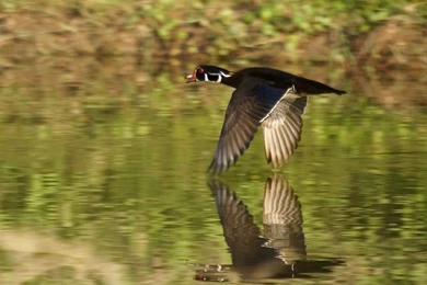 Pato Del Bosque, Wood Duck, Aix Sponsa. En Fuga.   A Photo On ...