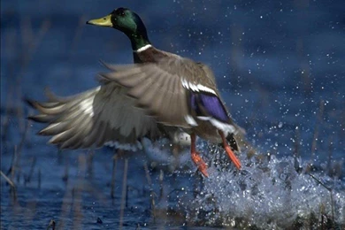 Duck Wallpapers Collection (36+)