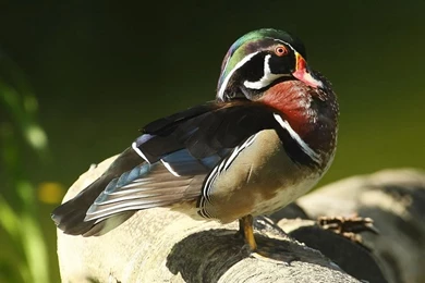 A Beautiful Wood Duck Basking In The Sunshine Wallpapers 1440×900 ...