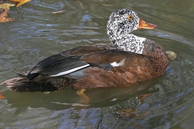 File:White winged Wood Duck (Cairina Scutulata) RWD.jpg ...