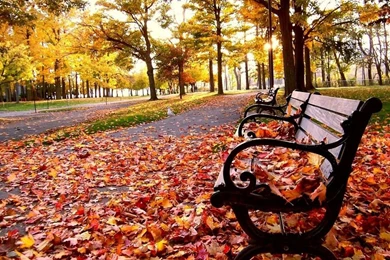 Falling Leaves Wallpapers Photos Of Falling Leaves Wallpapers Free ...