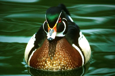 Duck Pictures And Facts: Page 2