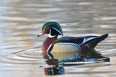 Home For A Day: Sunset Wood Ducks