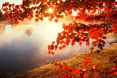 Fall Leaves Wallpapers Free   Wallpapers Cave