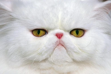 Animals widescreen wallpaper animals 2757781 1280 800 ...