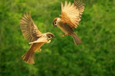 Hd Animal Wallpapers, Wild Animals, Animal Desktop Images ...