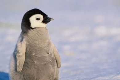 Animal Desktop Images, Download Wallpaper, Widescreen Images, Free ...