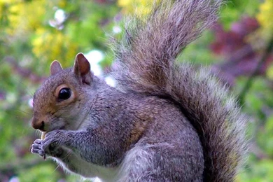 Squirrel Wallpapers   Animals Town