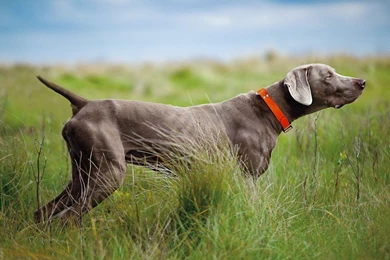 Weimaraner Wallpapers   Wallpapers Cave
