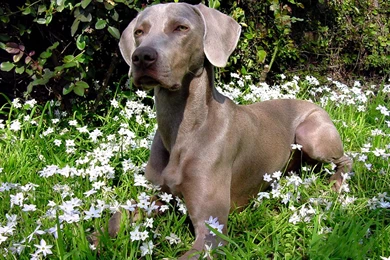 Free Wallpapers Weimaraner Grey Ghost Dog