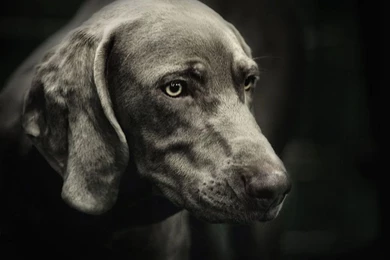 Weimaraner Backgrounds Wallpapers