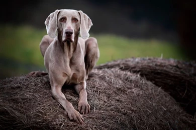 Weimaraner   My Doggy Rocks