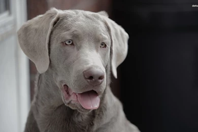 Weimaraner Wallpapers   Animal Wallpapers