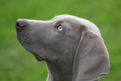 15 Weimaraner HD Wallpapers
