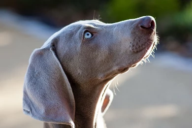 Weimaraner Cool Wallpapers