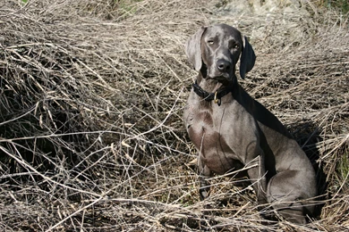 File:Weimaraner Maya Straw.jpg   Wikimedia Commons
