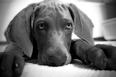 Free Images] Animals 1, Dogs, Weimaraner, Black And White ID ...