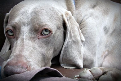 Weimaraner High Definition Wallpapers