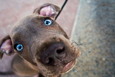 Blue Eyed Weimaraner Wallpapers   My Doggy Rocks