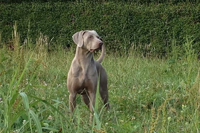 File:Weimaraner Baldo 1 Anno.JPG   Wikimedia Commons