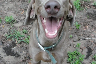 Weimaraner Photos And Wallpapers. The Beautiful Weimaraner Pictures