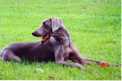 Free Wallpapers Weimaraner Dog Wallpapers