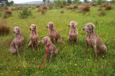 Weimaraner Dogs Photo And Wallpaper. Beautiful Weimaraner Dogs ...