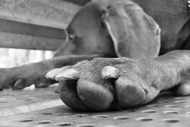 Weimaraner Desktop Backgrounds HD