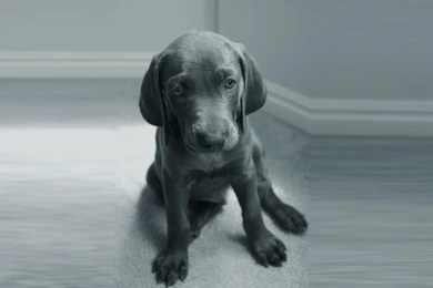 Blue Weimaraner Young Dog Wallpapers