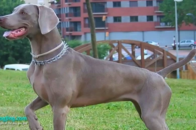 Weimaraner Wallpapers