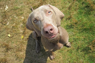 Weimaraner Dog Looking At You Photo And Wallpaper. Beautiful ...