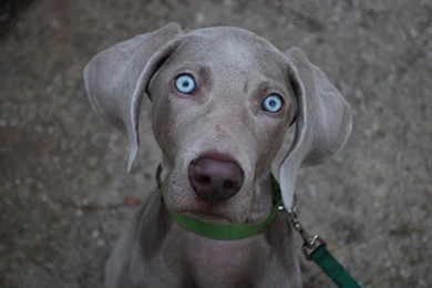 Weimaraner Eyes Wallpapers   My Doggy Rocks