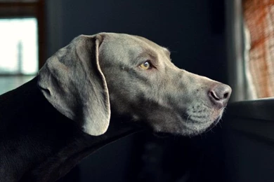 Weimaraner Breeders Ontario   The Dog Wallpapers   Best The Dog ...