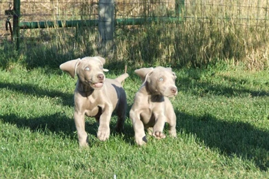 Free Wallpapers Weimaraner Cute Puppies