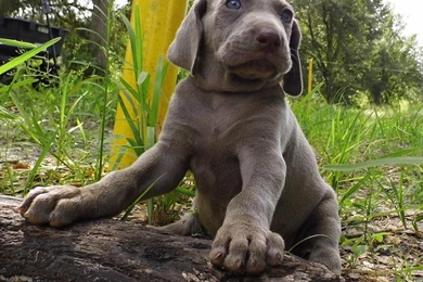 Cute Weimaraner Puppy Photo And Wallpapers Beautiful Cute