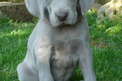 Hunting Weimaraner Breeders   The Dog Wallpapers   Best The Dog ...