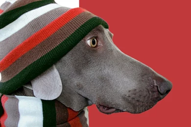 Weimaraner Computer Wallpapers, Desktop Backgrounds