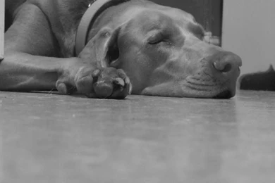 Weimaraner Great Dane Mix