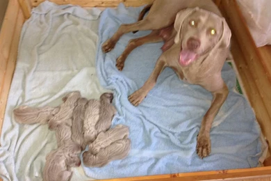 Weimaraner Puppies (id: 83103) – BUZZERG